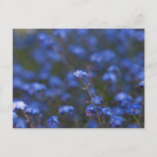 Vergiss-Me-Nots Postkarte