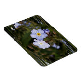 Vergiss mich nicht Blume Magnet (Rechte Seite)