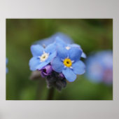 Vergiss mich nicht für immer und immer! poster (Vorne)