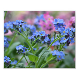 Vergissmeinnicht-Blumen Fotodruck