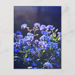 Vergissmeinnicht-Blumen fotografiert von Tutti Postkarte