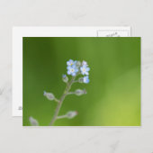 Vergissmeinnicht-Blumen Postkarte (Vorne/Hinten)