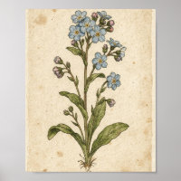 Vergissmeinnicht Botanische Blumenkunst