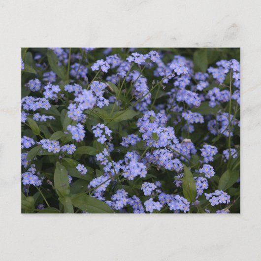 Vergissmeinnicht Postkarte (Vorderseite)