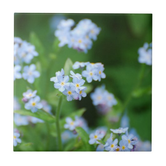 Vergissmeinnichte Fliese (Vorderseite)