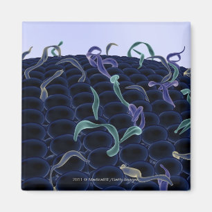 Vergrößerte Zellmembran Magnet