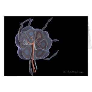 Vergrößerter Blick eines Lymphknotens