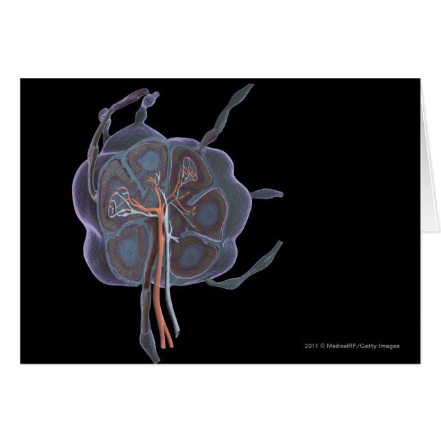 Vergrößerter Blick eines Lymphknotens (Vorderseite (Horizontal))