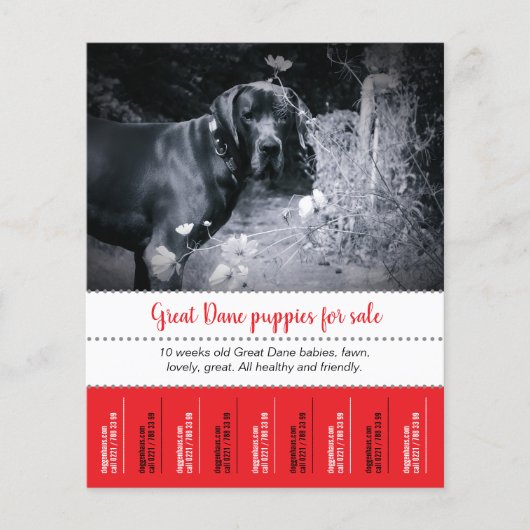 Verkauf von Welpen Flyer (Vorne)