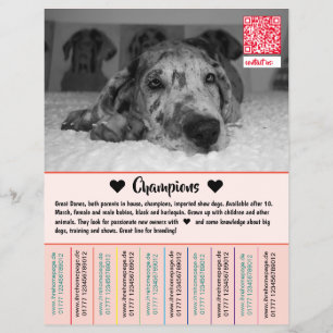 Verkaufsflyer für Dänische Welpen Flyer