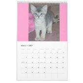 Verkaufsschlager! Abyssinischer Kätzchen u. Kalender (Mär 2027)