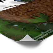 Verlass des Nest Blue Jay Poster (Ecke)