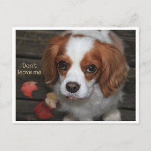 Verlass    mir nicht Verlass mich nicht Postkarte