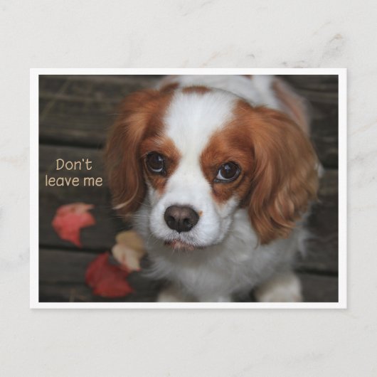 Verlass mir Verlass mich nicht Postkarte (Vorderseite)