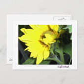 verlassen Gesichtssonnenblume Postkarte (Vorne/Hinten)
