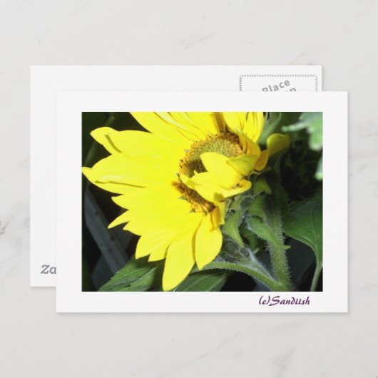 verlassen Gesichtssonnenblume Postkarte (Vorne/Hinten)