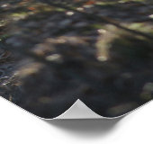 verlassener Weg im Wald Poster (Ecke)