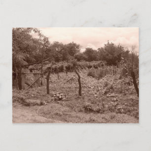 Verlassener Weinberg 2 Postkarte