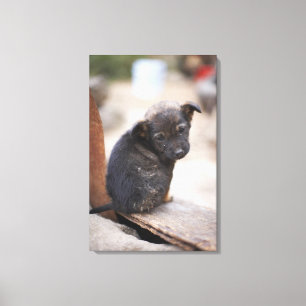 Verlassener Welpe Leinwanddruck