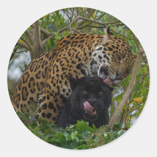 Verliebte Jaguare Runder Aufkleber (Vorderseite)