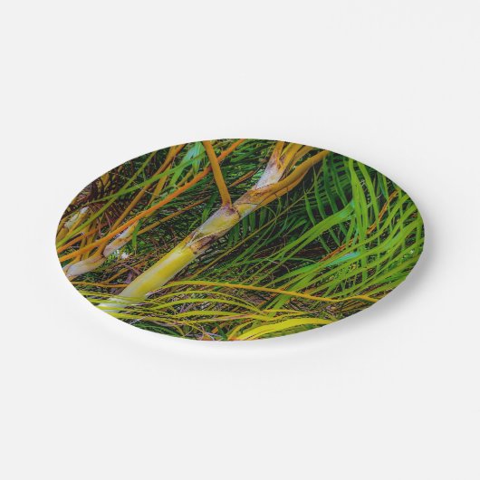 Verliert in Areca Palms Papierplatte Pappteller (Schrägansicht)