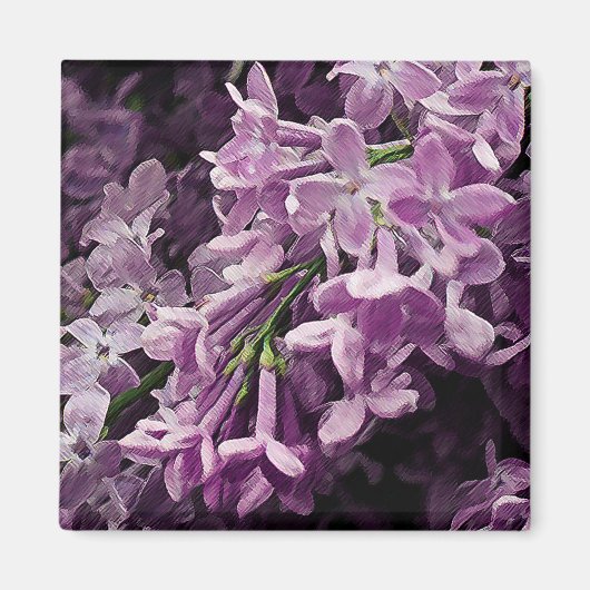 Verloren in Lilac Magnet (Vorne)