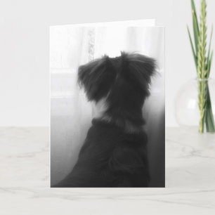 Verlust der Sympathiekarte für Hunde Karte