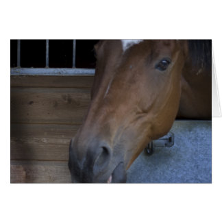 VERMIETUNG IN STABILEN