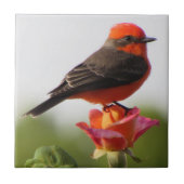 Vermilion Flycatcher auf Rose Fliese (Vorderseite)