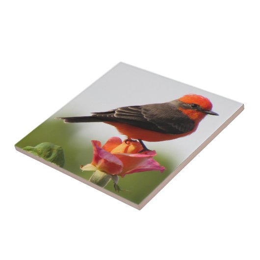 Vermilion Flycatcher auf Rose Fliese (Seite)
