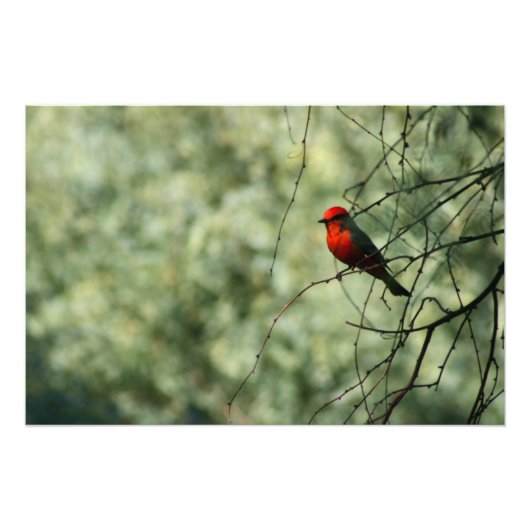 Vermilion Flycatcher Fotodruck (Vorne)