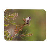 Vermilion Flycatcher Magnet (Horizontal)