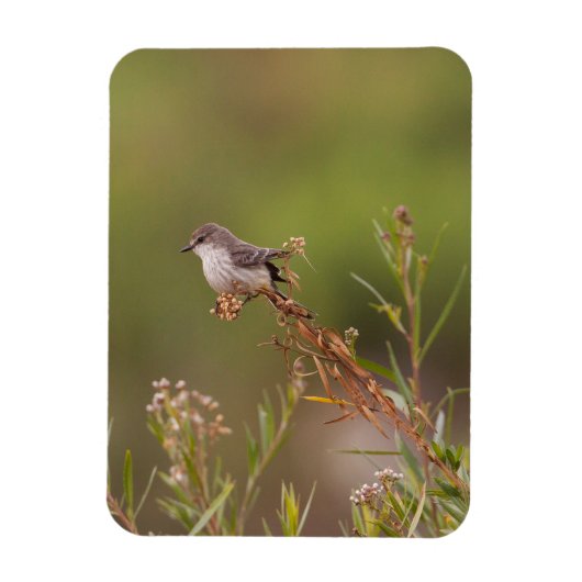 Vermilion Flycatcher Magnet (Vertikal)