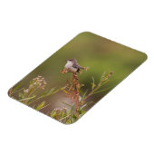 Vermilion Flycatcher Magnet (Linke Seite)