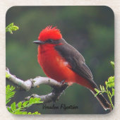 Vermilion Flycatcher Untersetzer (Vorderseite)