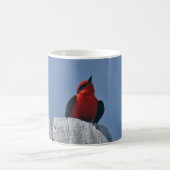 Vermillion Flycatcher gegen Kaffee-Tasse des Kaffeetasse (Mittel)