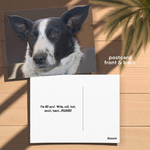 Vermisse dich Border Collie Hund aufmerksame Ohren Postkarte