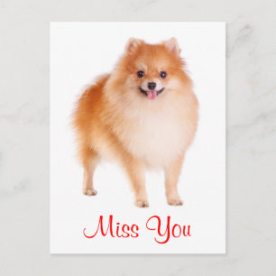 Vermisse Dich Pomeranian Welpe Hund Grußpostkarte Postkarte