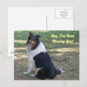 Vermisst du Collie! Postkarte (Vorne/Hinten)