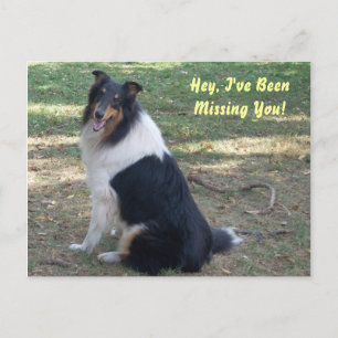 Vermisst du Collie! Postkarte