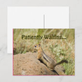 Vermisst Niedlicher Chipmunk auf einem Rock-Foto Postkarte (Vorne/Hinten)