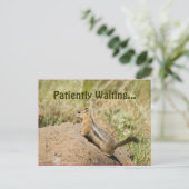 Vermisst Niedlicher Chipmunk auf einem Rock-Foto Postkarte (Stehend Vorderseite)