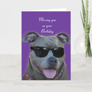 Vermisst Sie auf Ihrem Geburtstags-Blau pitbull Karte