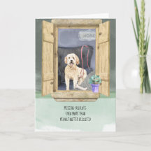 Vermisst Sie lieben Goldendoodle Dog Looking Windo
