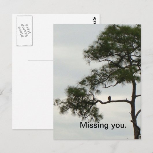 Vermisst Sie Osprey Postkarte (Vorne/Hinten)