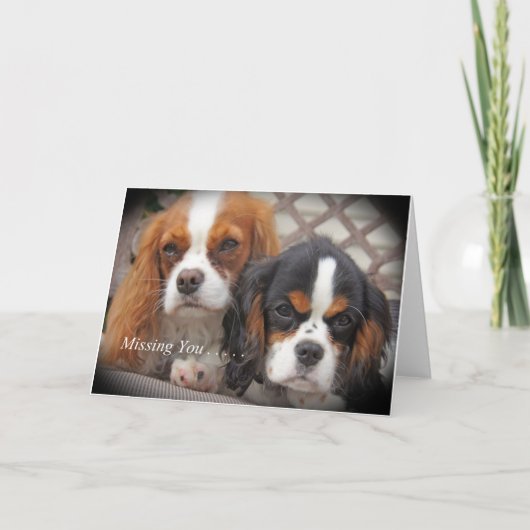 Vermisst You Card Cavalier King Charles Karte (Vorderseite)