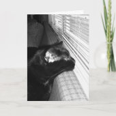 Vermisste Black Cat Card Karte (Vorderseite)