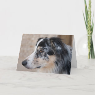 Vermisste Fotovorlage für Australische Schäferhund Karte