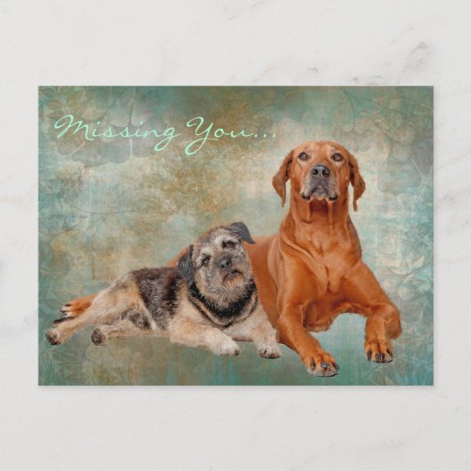 Vermisste Hunde Postkarte (Vorderseite)