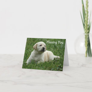 Vermisste Yellow Labrador Retriever Puppy Card Karte